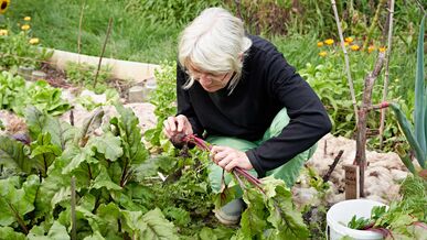 Weiblich gelesene Person mit weißen Haaren ernte gemüse im Garten